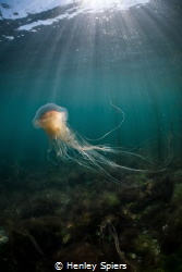 Jellyfish Dancer by Henley Spiers 